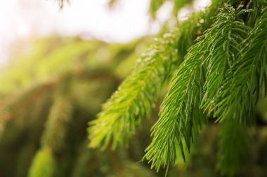 Sonra arka plan bulanık yağmur çiy köknar dalında