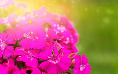 Fondo brillante con flores rosadas