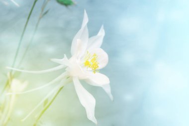 Bulanık bir arka plan üzerinde beyaz çiçek aquilegia. Tonda fotoğraf