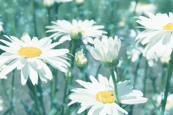 Fundo tonificado com margaridas — Fotografia de Stock