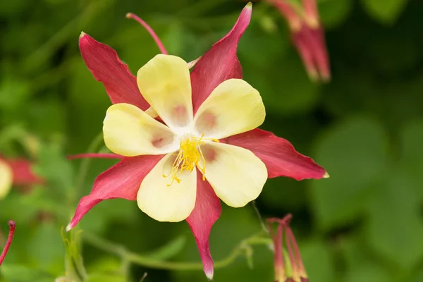 Çiçek aquilegia portre