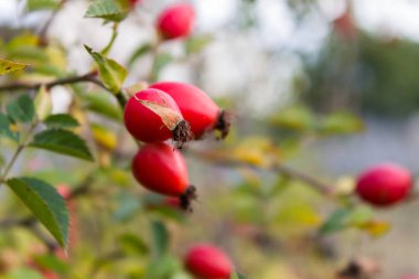 bir dal üzerinde olgun dogrose 