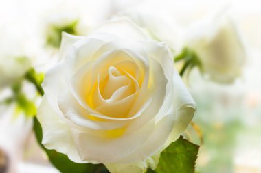 beyaz gül çiçek closeup bulanık buket üzerinde