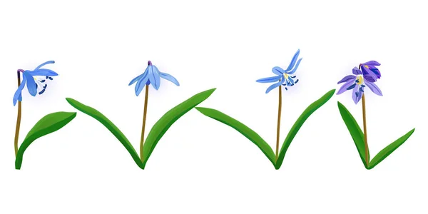 Flor azul de primavera Squill, scylla — Vector de stock