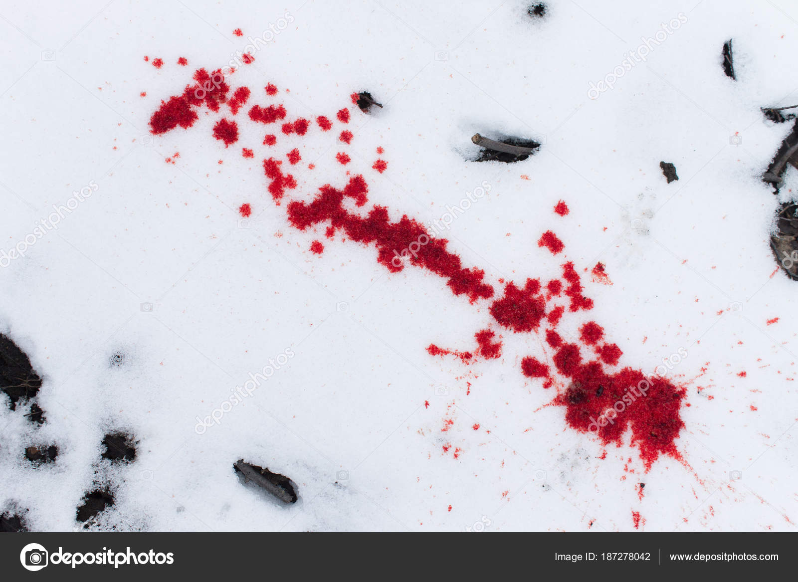 雪の上の血の跡 ストック写真 C Artverau
