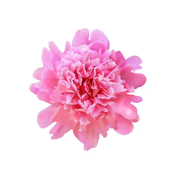 Realistic peony flower — Stock Vector