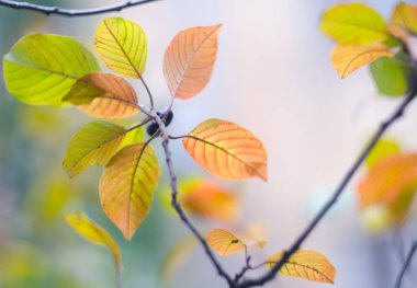 Sonbahar yapraklı ağaç dalı. Sonbahar arkaplanı. Bir dalda sarı sonbahar yaprakları. Mevsimsel doğal tema.