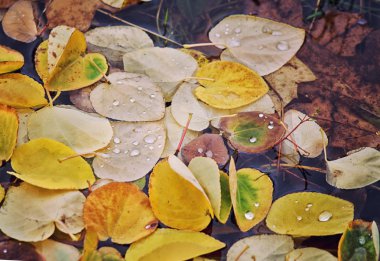 Düşmüş sonbaharında yapılan renkli sonbahar arka plan bırakır. Sonbaharın arka plan bırakır. Sonbahar arka plan