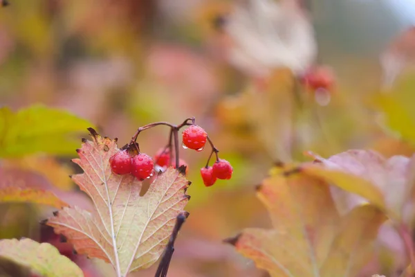 Stock image Branch of viburnum berries in the garden. Freshness, casting covered with water drops. Natural autumn background.