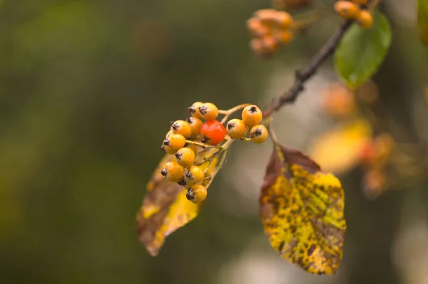 Autumn berries on the tree branch. Fall background with yellow leaves, orange berries in front of blurred background. Autumn tree.