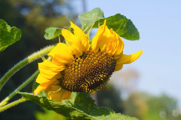 Tournesol Sur Fond Ciel Par Une Journée Ensoleillée Fond Naturel — Photo