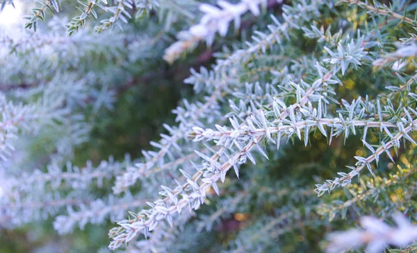 冬の背景 霜の中の木寒い日に雪に覆われたクリスマスツリーの枝 白い冬に冷凍針葉樹の枝 雪の森の中の霜の冬の風景 — ストック写真