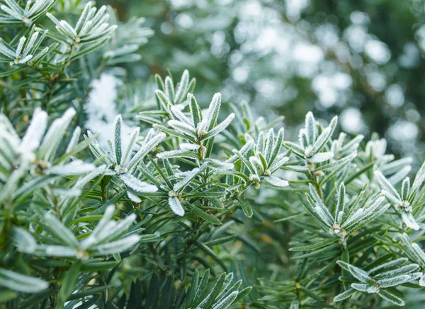 Fundo Inverno Árvore Gelada Ramos Uma Árvore Natal Coberta Neve — Fotografia de Stock