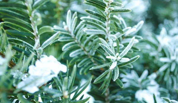 Χειμερινό Φόντο Δέντρο Στον Παγετό Υποκαταστήματα Χριστουγεννιάτικου Δέντρου Καλυμμένα Χιόνι — Φωτογραφία Αρχείου