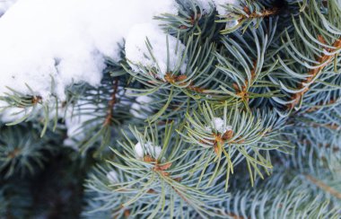 Soğuk hava. Beyaz kışdondurulmuş iğne yapraklı dallar. Karlı ormanda buzlu kış manzara