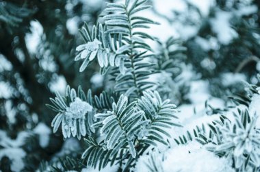 Kış dönemi. Karlar içindeki ağaç. Soğuk havada karla kaplı bir Noel ağacının dalları. Beyaz kışta donmuş kozalaklı dallar. Karlı ormanda soğuk kış manzarası.