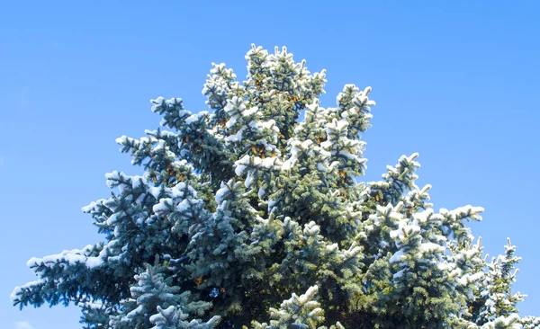 冬天的背景 蓝天背景上结霜的树枝 被雪覆盖的树枝的密闭 — 图库照片