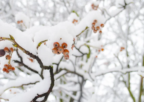 雪のビブラムベリー 赤いゲレンデは雪に覆われていた 冬の背景 — ストック写真