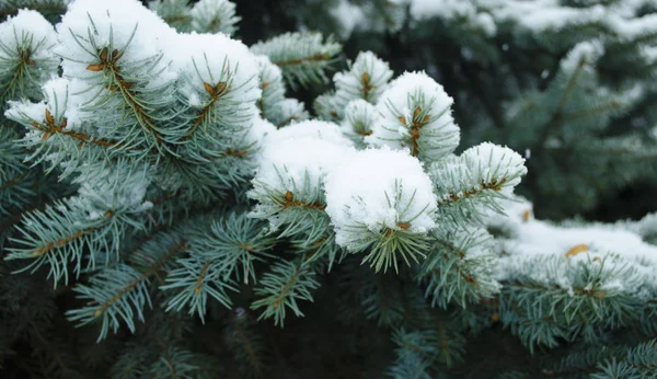 寒冷的天气 白色冬季冷冻的针叶枝 雪林中冰冷的冬季景观 — 图库照片