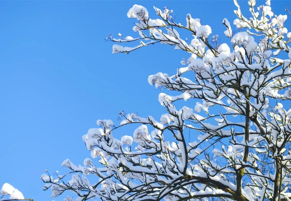 冬の背景 青い空の背景にある木の霜の枝 雪に覆われた枝の終わり — ストック写真