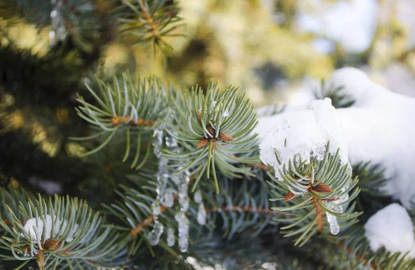 白い冬に凍結されたコニファーの枝 雪の森の冷ややかな冬の風景 — ストック写真