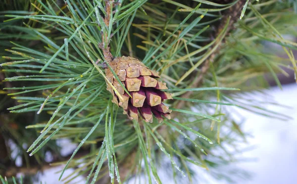 Pine cone and needles on tree branch. Fir branch and snow. Closeup of Christmas-tree background. Brown pine cone of pine tree.