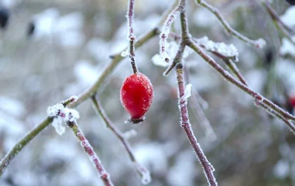 犬は冬の日にバラ ローザ カニーナ 雪の中でブリアー 霜の中でブリアー 冬の背景 野生のバラの赤い果実の枝 — ストック写真