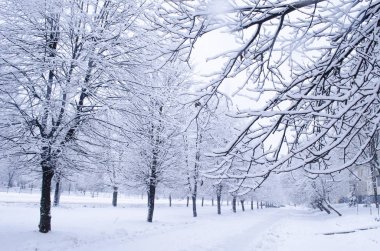 Kar kış Park ağaçlarıyla. Bir sessiz kış orman manzarası. Bir ağaç dalları üzerinde kar.