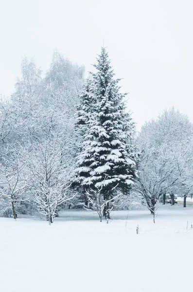 雪に覆われた木々や灰色の空と冬の風景 雪の上の冬のモミの木 クリスマスツリー — ストック写真