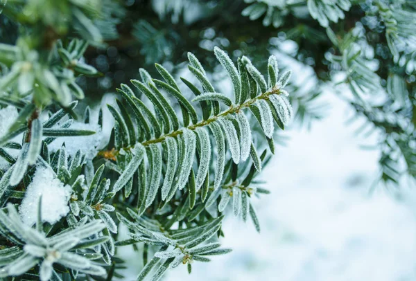 冬の背景 霜の中の木寒い日に雪に覆われたクリスマスツリーの枝 白い冬に冷凍針葉樹の枝 雪の森の中の霜の冬の風景 — ストック写真