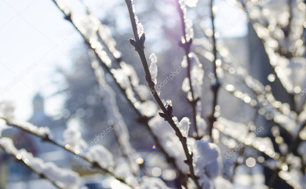 Trees with snow in winter park. A quiet winter forest landscape. Snow on the branches of a trees.