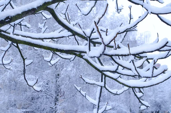 冬の公園で雪に木 静かな冬の森の風景 木の枝を雪します — ストック写真
