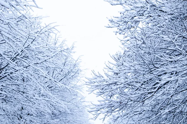 冬の公園で雪に木 静かな冬の森の風景 木の枝を雪します — ストック写真