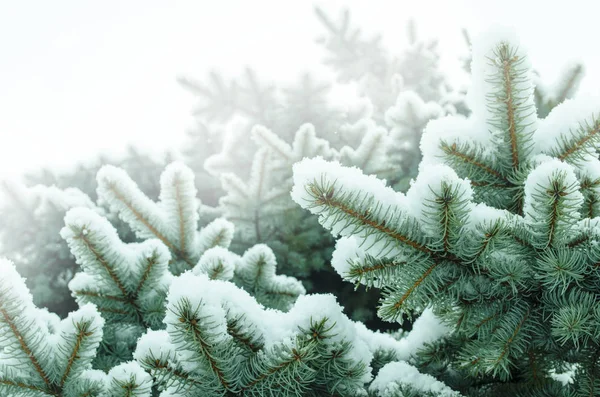 白い冬に凍結されたコニファーの枝 雪の森の冷ややかな冬の風景 — ストック写真