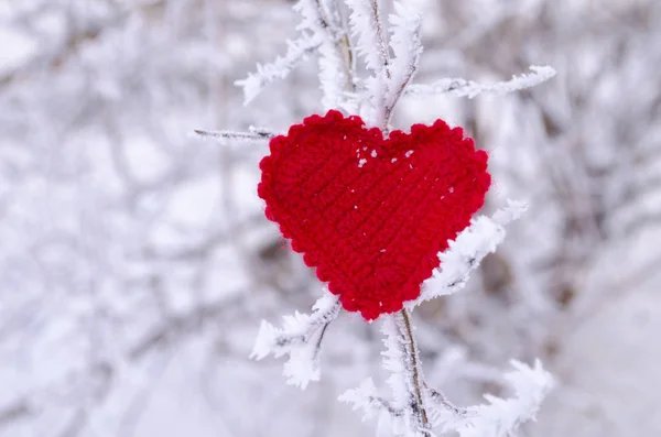 Dekoratives Strickherz Auf Tannenzweig Winterferienkonzept Liebe Konzept Hintergrund Februar Textilrotes — Stockfoto