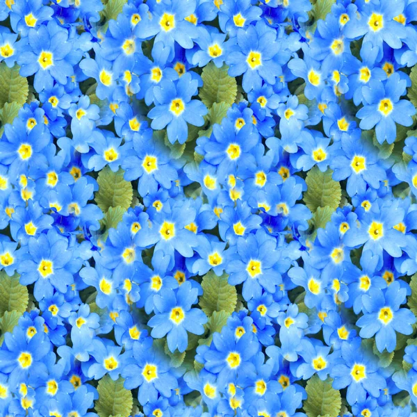 Blossom Primula Background Floral Spring Primrose Seamless Texture Flowers Seamless — Stock Photo, Image