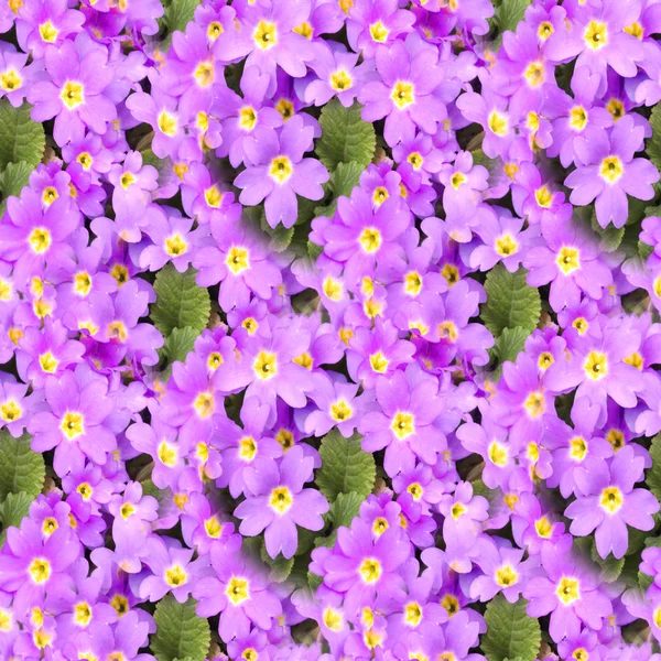 花プリムラ背景 春の花サクラソウ 花のシームレスなテクスチャ シームレスな花柄 春の花の開花のクローズ アップ — ストック写真