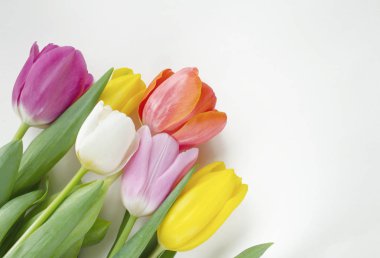 Güzel çiçek açması Lale çiçek. Çiçek tasarım. Doğa arka plan. Bahar arka plan güzel taze çiçekler ile.