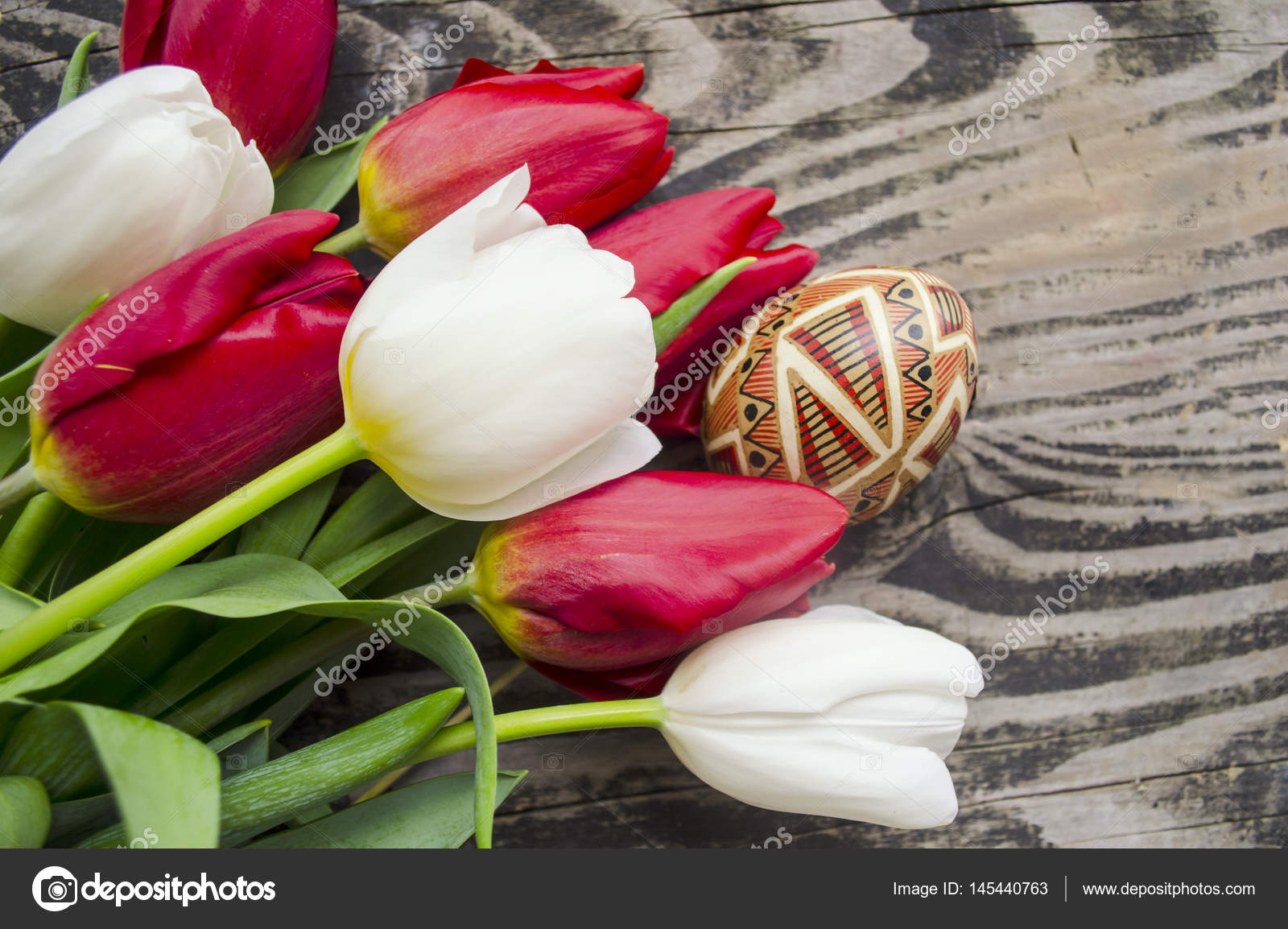 Bella fiore tulipano sbocciante e uova colorate di Pasqua Disegno floreale Priorit  bassa della natura Sfondo di primavera con bellissimi fiori freschi