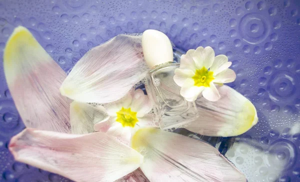 Närbild Primrose Blommor Och Blad Som Flyter Skål Med Vatten — Stockfoto