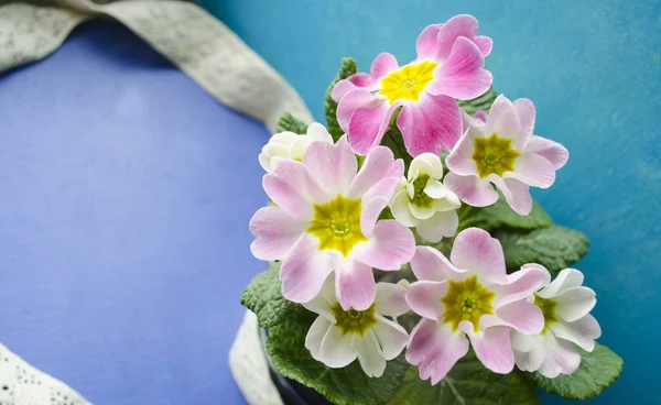 Fleurs Onagre Fond Floral Avec Des Fleurs Onagre Fleurs Primula — Photo