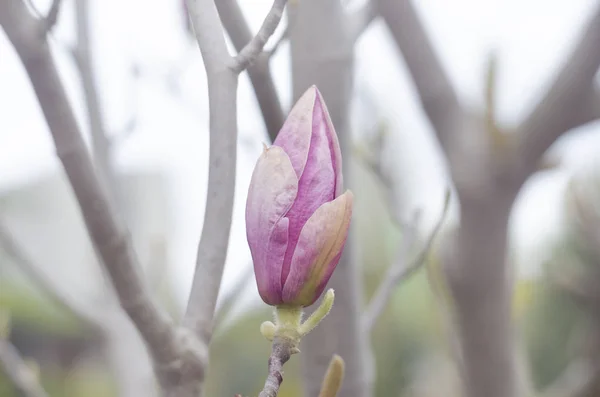 Primavera Magnolia Brotes Rosados Una Rama Árbol Flor Magnolia Flor — Foto de Stock