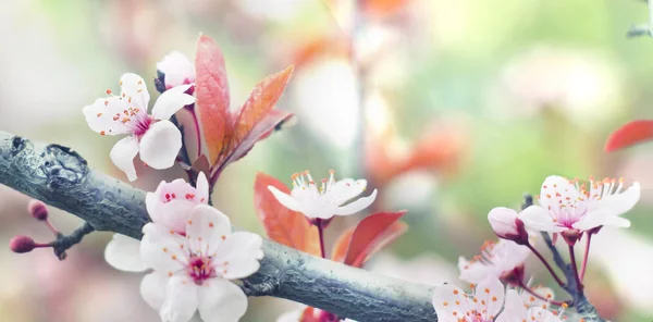 Schöne Blumen Auf Einem Ast Frühling Hintergrund Blütenbaum — Stockfoto