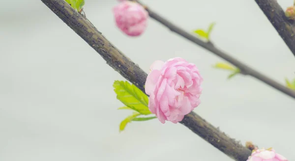 Flor Cerezo Sakura Florece Primavera Rama Floral Primavera Hermosas Flores — Foto de Stock