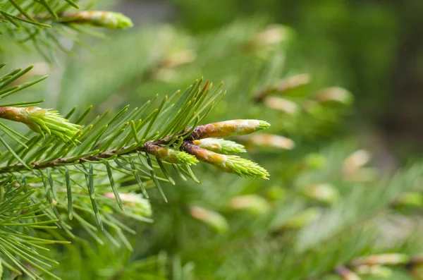 Young spring spruce tree blossoms. New fir branch in spring close up. Fresh spruce shoot, natural background