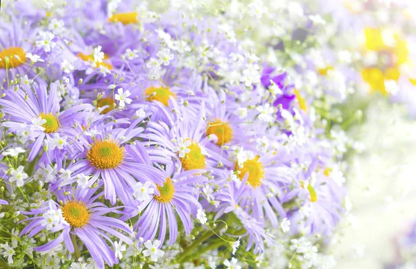 Pulserande ljus lila daisy blommor. Vårens och sommarens blommor — Stockfoto