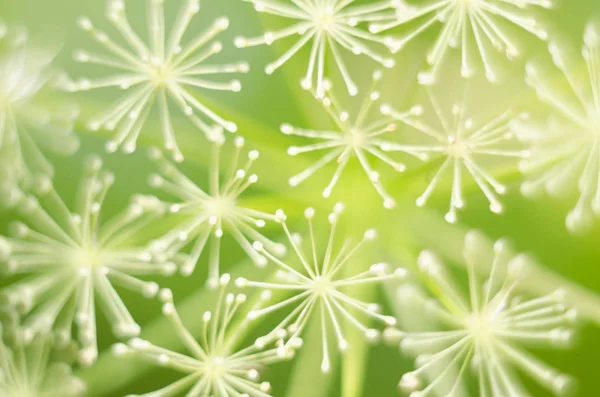 Makro Květy Kopr Detail Květu Zelené Fenyklu Přírodní Pozadí Zelené — Stock fotografie