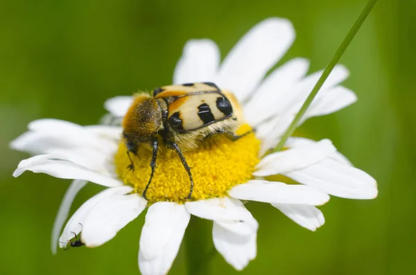 Beautiful insect on the top of blossoming chamomile. Macro view of unususal big bug sitting on a daisy flower for pollination. Natural background.