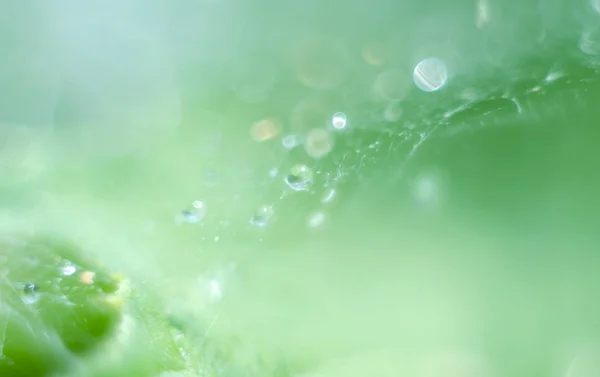Makro Rosa Kapky Pavučině Zblízka Kapka Vody Šumivým Bokeh Zeleném — Stock fotografie
