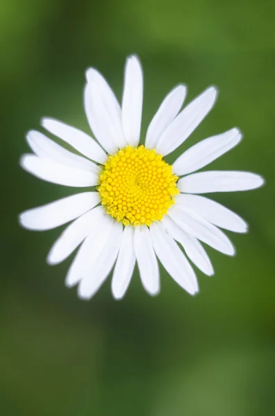 Grande camomilla fiore bianco e giallo. Chiudete. Sfondo naturale — Foto Stock